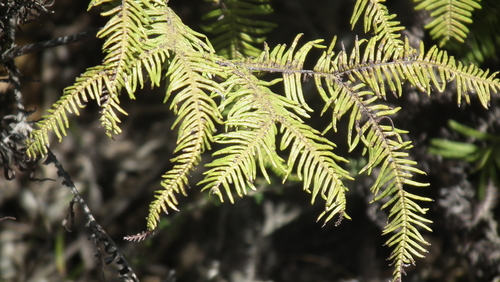 Image of Sticherus umbraculifer by (c) Shaun Swanepoel, some rights reserved (CC BY)