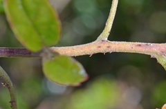 Rubus schmidelioides schmidelioides