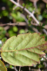Rubus schmidelioides schmidelioides