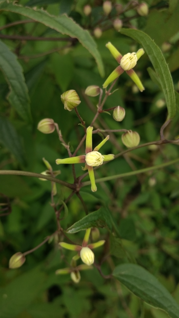 Burman Clematis