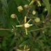 Clematis hedysarifolia - Photo (c) Mayuresh Kulkarni,  זכויות יוצרים חלקיות (CC BY-NC), הועלה על ידי Mayuresh Kulkarni
