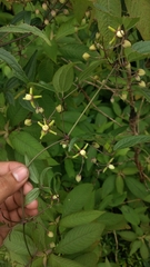 Clematis hedysarifolia