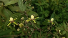 Clematis hedysarifolia