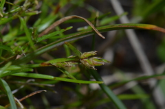 Schoenus maschalinus