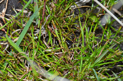 Schoenus maschalinus