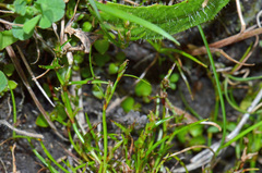 Schoenus maschalinus