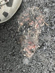 Passerella iliaca