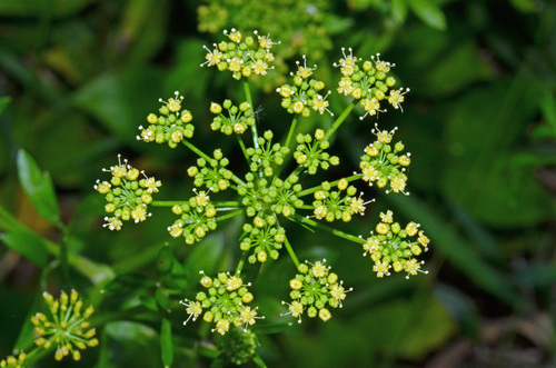 Petroselinum crispum