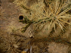 Cylindropuntia davisii