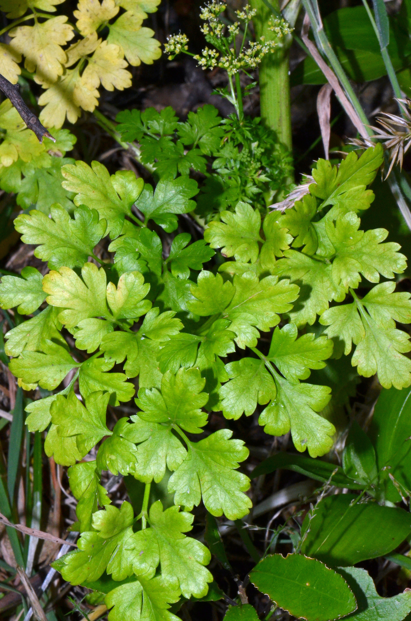 Petroselinum