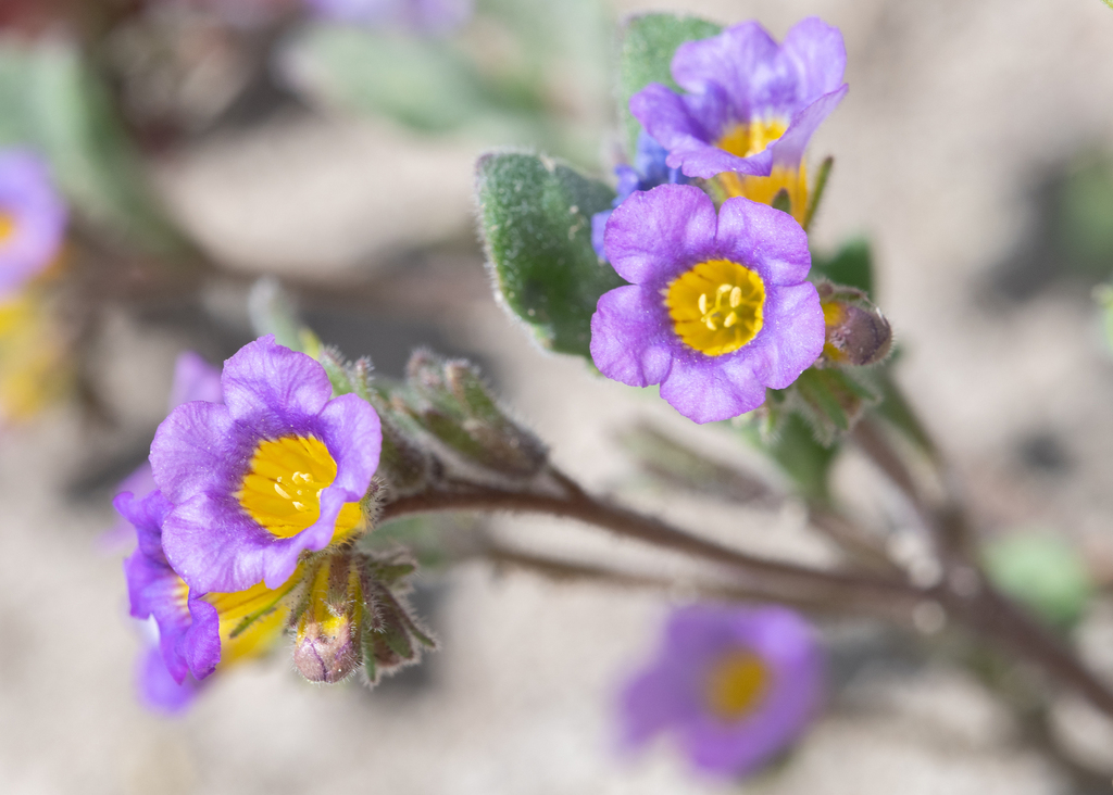 Nakedstem phacelia (Phacelia gymnoclada)
