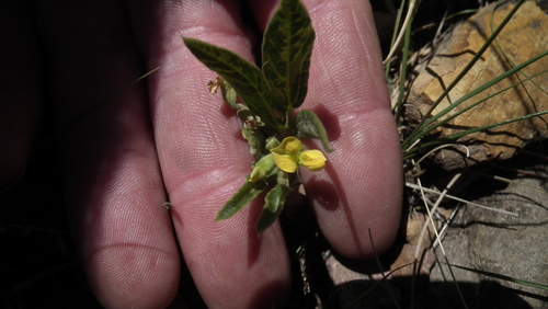 Image of Eriosema ellipticifolium by (c) Shaun Swanepoel, some rights reserved (CC BY)