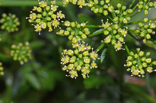 Petroselinum crispum