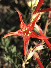 Ipomopsis aggregata formosissima