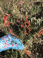 Ipomopsis aggregata formosissima