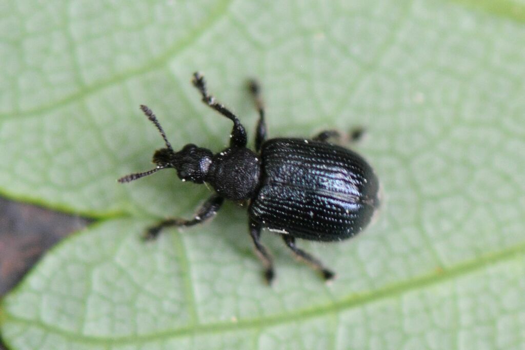 Chonostropheus tristis