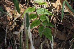 Cyrtomium fortunei