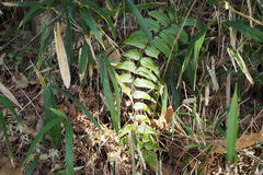 Cyrtomium fortunei
