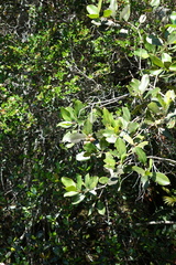 Syzygium bernieri