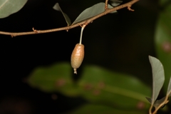 Elaeagnus conferta