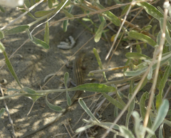 Pseuderemias mucronata