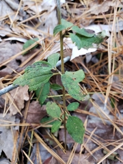 Ceanothus americanus