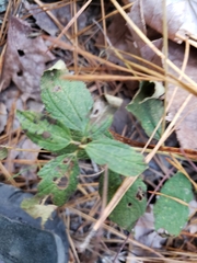 Ceanothus americanus