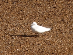 Pagophila eburnea