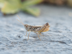 Omocestus petraeus