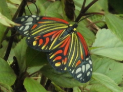 Campylotes histrionicus