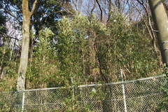 Pleioblastus simonii