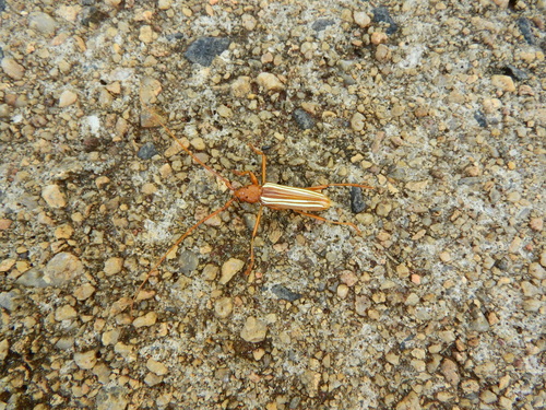 Eburodacrys vittata