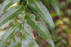 Cyrtomium falcatum