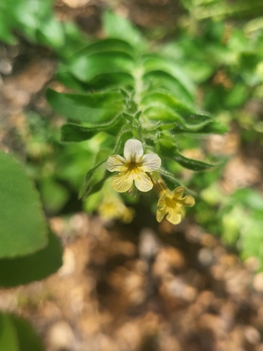 Alkanna graeca (Alkanna graeca)