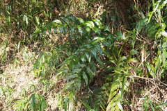 Cyrtomium falcatum