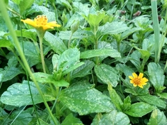 Sphagneticola trilobata