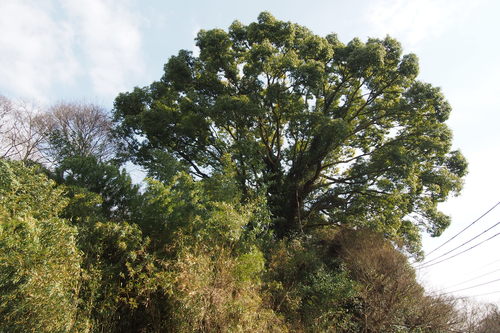 Camphora officinarum