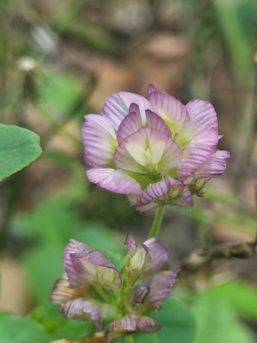 Image of Trifolium grandiflorum by (c) Jacek Pietruszewski, some rights reserved (CC BY)