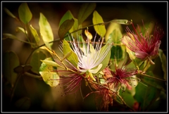 Capparis spinosa spinosa