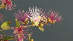 Capparis spinosa spinosa
