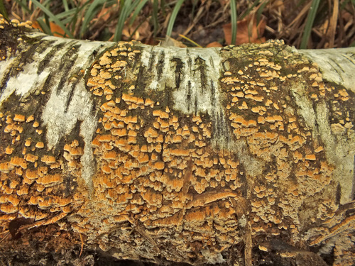 Xylodon flaviporus image