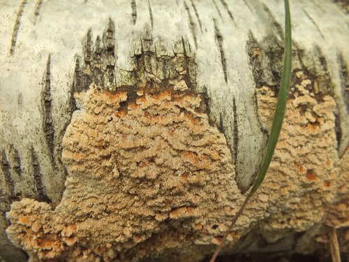 Xylodon flaviporus image