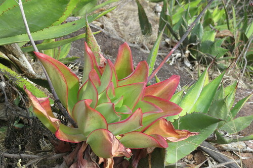Echeveria dactylifera