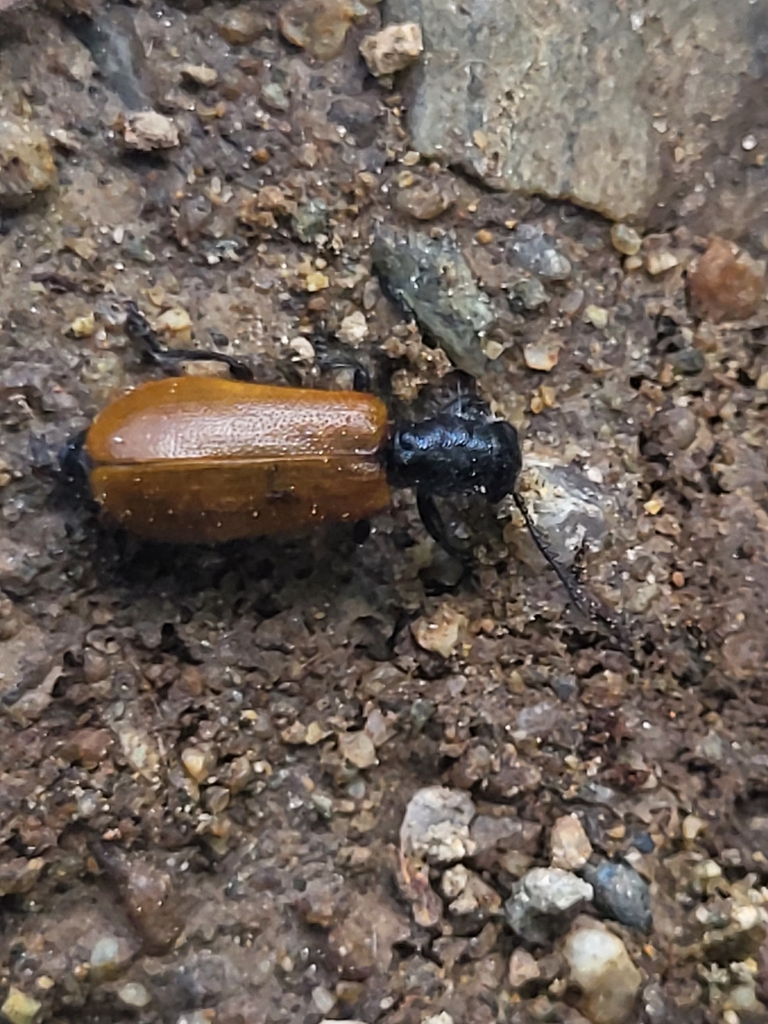 Tillus pallidipennis