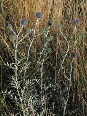 Echinops ritro ruthenicus