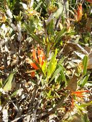 Lambertia multiflora multiflora