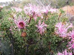 Isopogon dubius