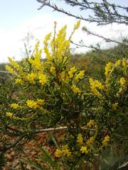 Synaphea spinulosa