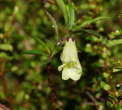 Billardiera longiflora
