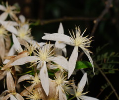Clematis clitorioides